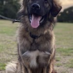 Dog of the Day - 14th January 2021 - Dermot