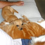 Pet of the Day - 10th August 2021 - Ginger Tom “Baby” snuggles with “Bambi”