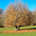 Photo of the day - 21st December 2021 - Beautiful tree