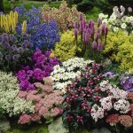 Hardy Perennial Plant Lucky Dip - a mix of 12 named plants specially selected from the nursery - £19.99