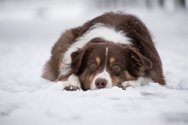 australian-shepherd-5902417_1920