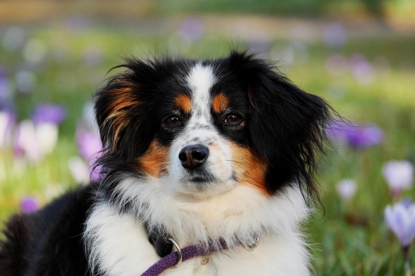 australian-shepherd-dog-of-the-day