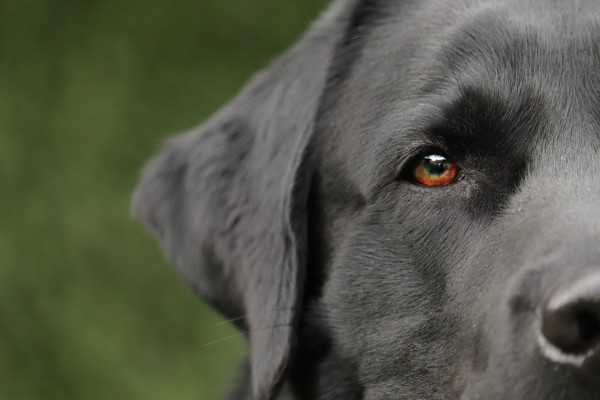 black-lab