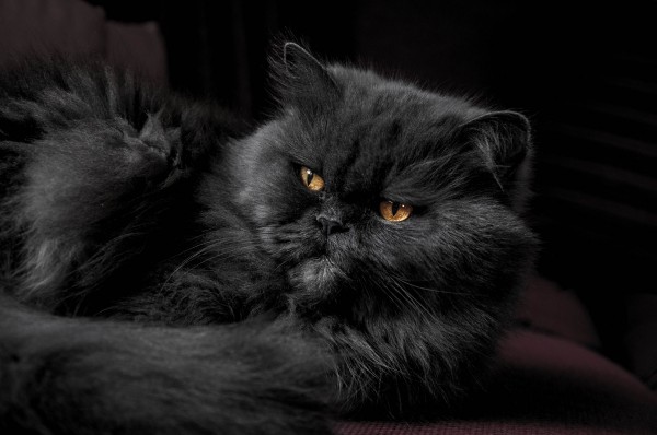 black-persian