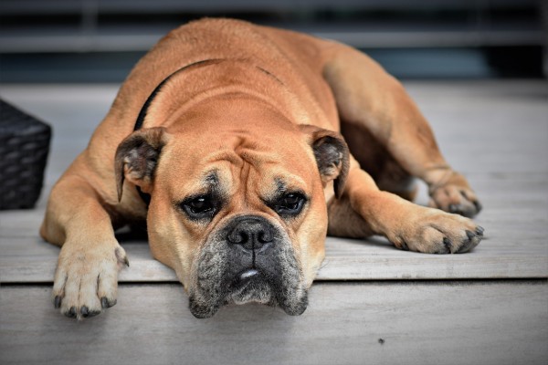 boxer-dog-of-the-day