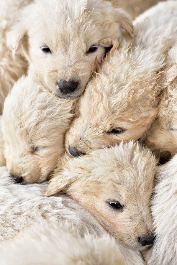 bundle-of-puppies