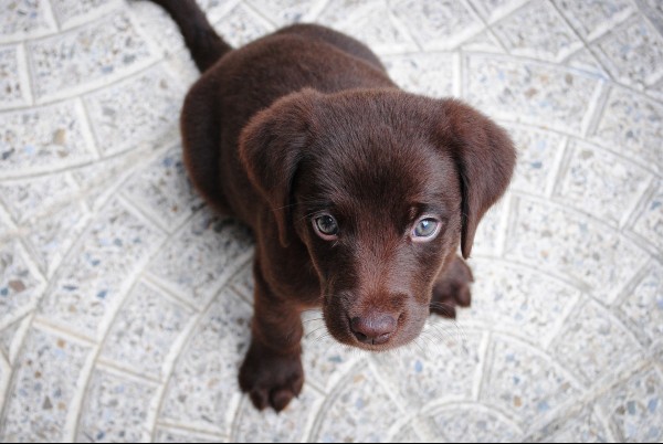 chocolate-lab-puppy