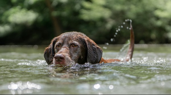 chocolate-labrador-5402611_1920