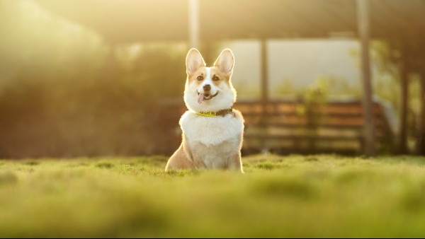 corgi