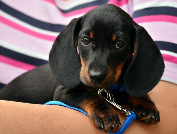 dachshund-1519374_1920