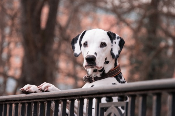 dalmation