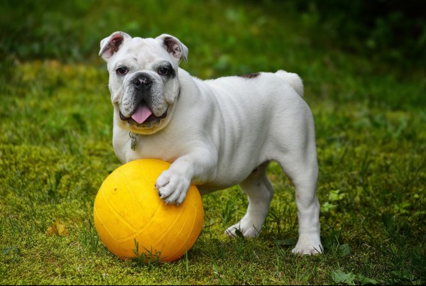 english-bulldog-562723_1920