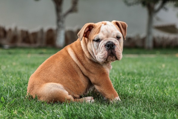 english-bulldog