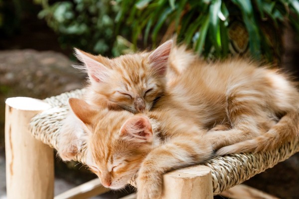 ginger-kittens