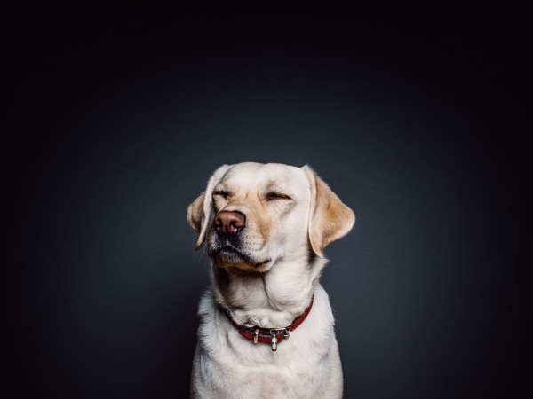 golden-lab