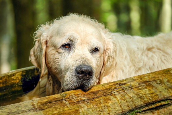 golden-retriever