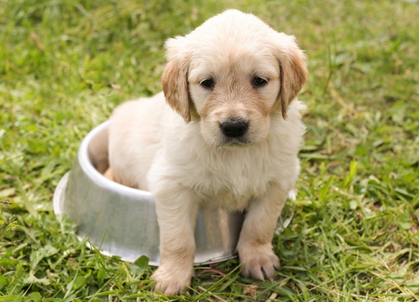 golden-retriever-puppy