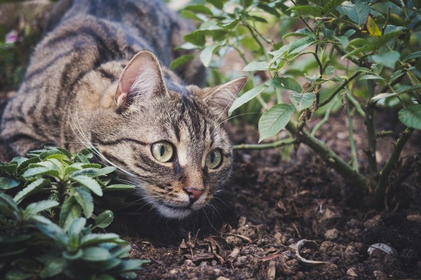 inquisitive-tabby