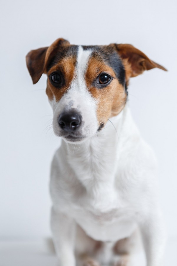 jack-russell