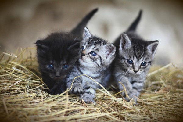 kittens