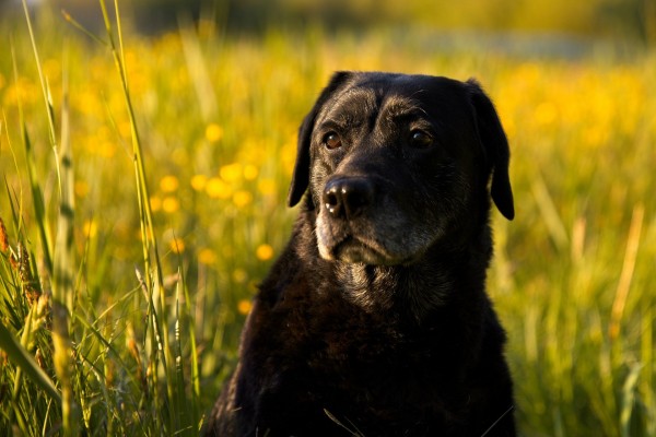 labrador-retriever-dog-of-the-dayjpg