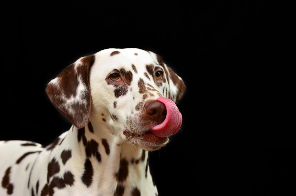 liver-dalmation-dog-of-the-day