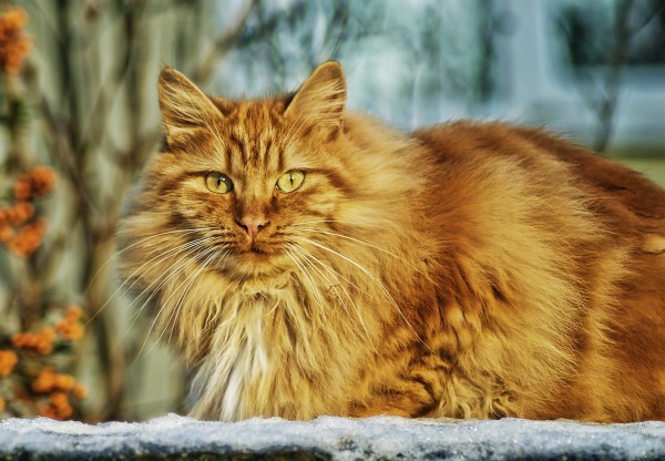 magnificent-norwegian-forest-cat