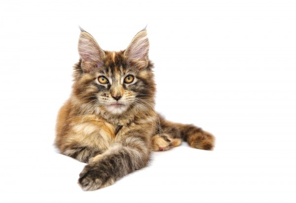 maine-coon