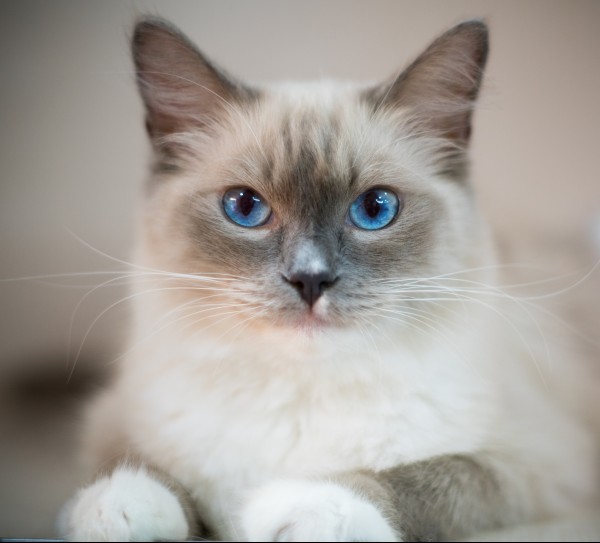 ragdoll