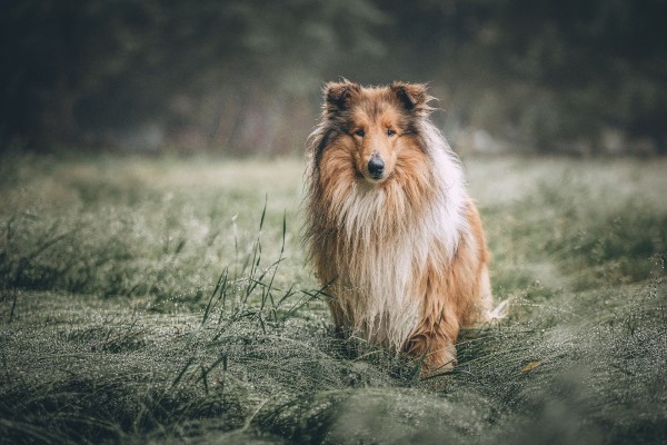 rough-collie-5631188_1920