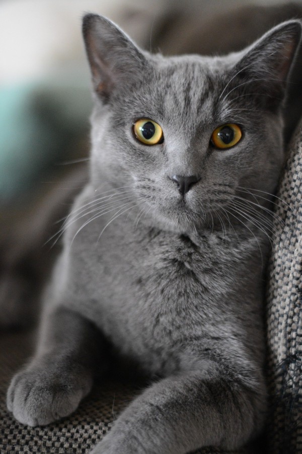 russian-blue