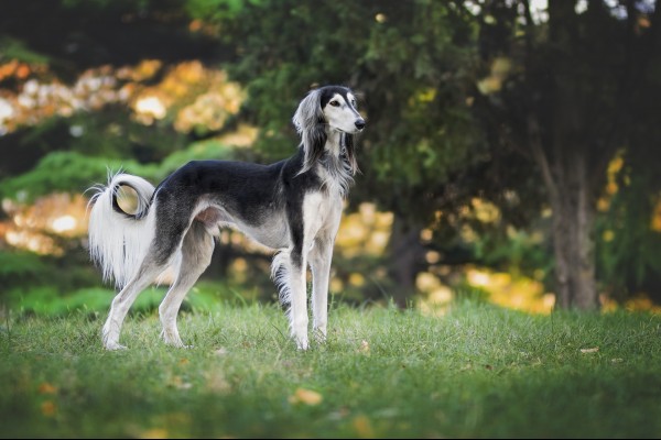 saluki-dog-of-the-day