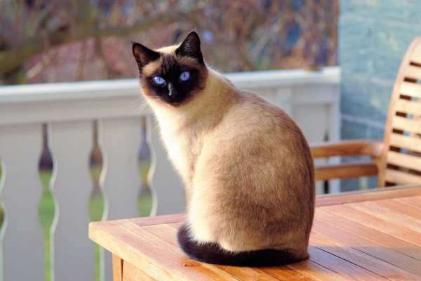 siamese-cat-of-the-day