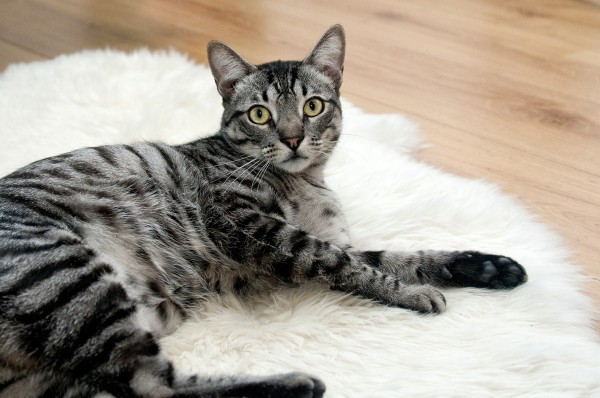 silver-tabby