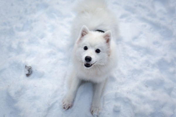 snow-pup