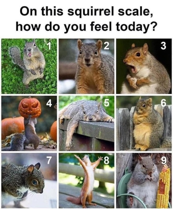 squirrel-scale