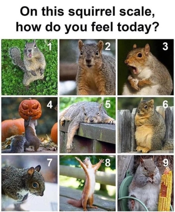 On This Squirrel Scale How Do You Feel Today