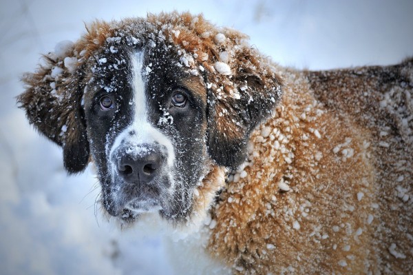 st-bernard-in-the-snow