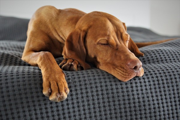 vizla