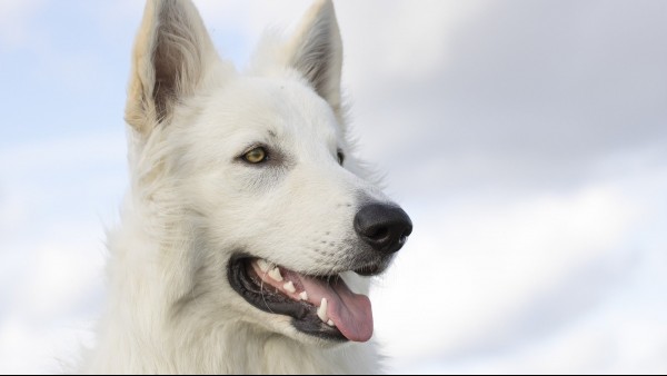 white-german-shepherd