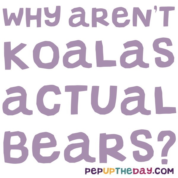 Joke Why aren't koalas actual bears?