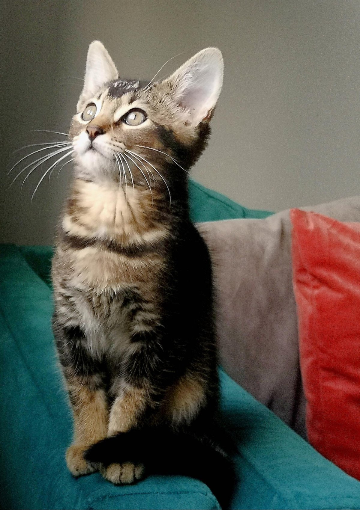 Cat of the day youtube