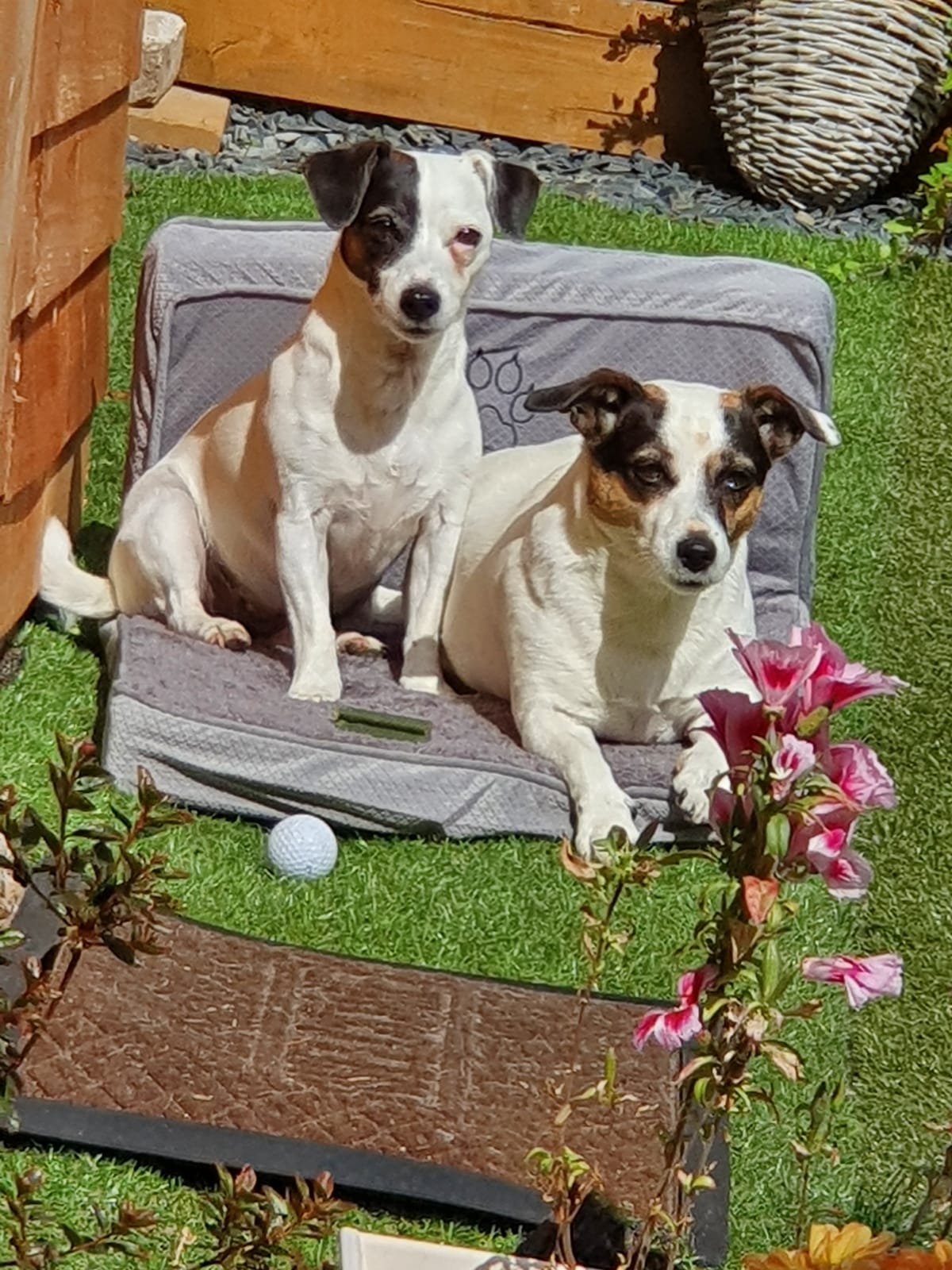 Pet Of The Day - 1St April 2021 - My Girls