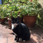 Cat of the Day - 26th September 2020 - Millie