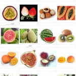 Name that fruit quiz. How many of the 20 can you name?