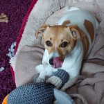 Dog of the Day - 27th September 2020 - Belle