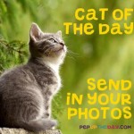 Send us photos of your cat to be featured as Cat of the Day - Each month, one photo will be chosen to win a £10 Amazon Gift Card