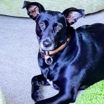 Dog of the Day - 18th October 2020 - Rosie
