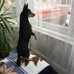 Dog of the Day - 19th October 2020 - Mango The Meerkat