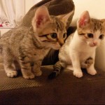 Cat of the Day - 18th October 2020